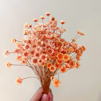 200 Stems Natural Dried Flowers Brazilian Small Star Daisy Dried Decorative Mini Chamomile Bouquet for Wedding Floral Arrangements Home Decorations Valentines Day Gifts (Orange)